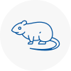 Rat Control Sheerness