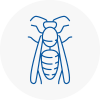 Sheerness Wasp Nest Removal